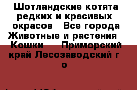 Шотландские котята редких и красивых  окрасов - Все города Животные и растения » Кошки   . Приморский край,Лесозаводский г. о. 